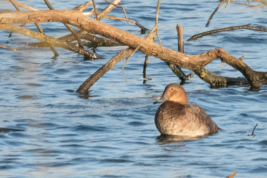 Fuligule milouin (Common pochard, Aythya ferina), femelle nuptiale, Dépôt 54 de la Réserve Naturelle de Mont-Bernanchon, Hauts de France.